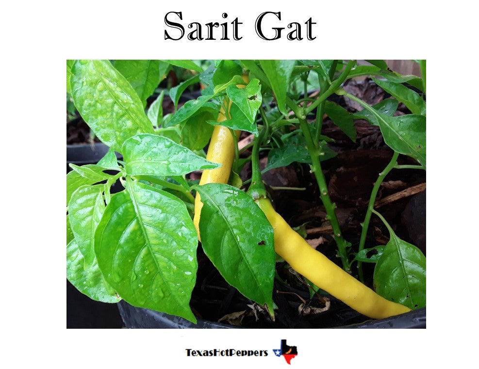 Sarit Gat – Texas Hot Peppers
