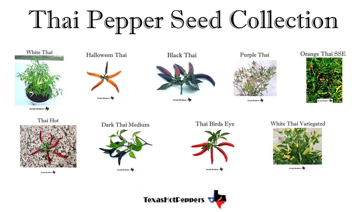 thai chili plant seeds Thai Hot Pepper Seed Collection