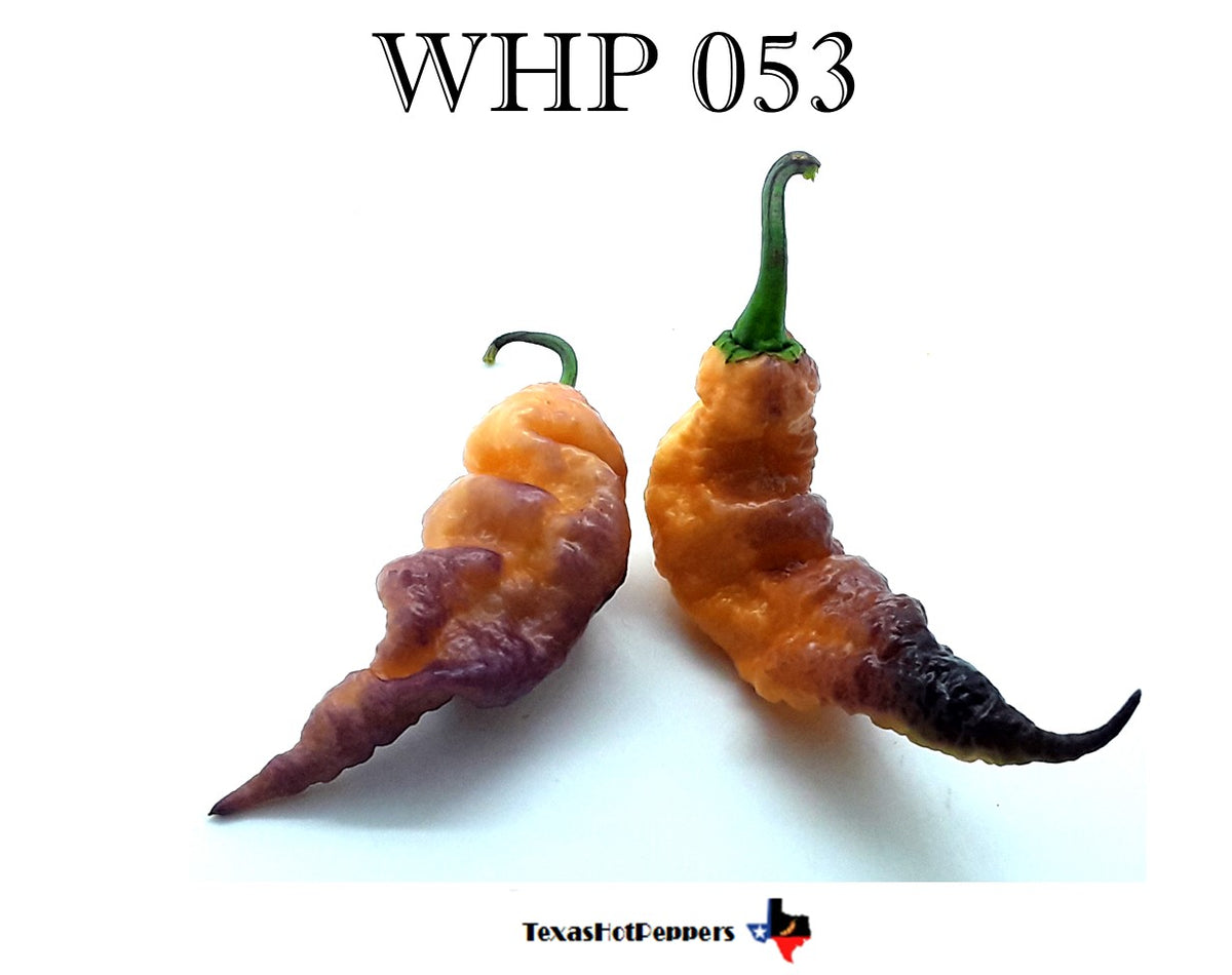 pepper WHP 053 – Texas Hot Peppers