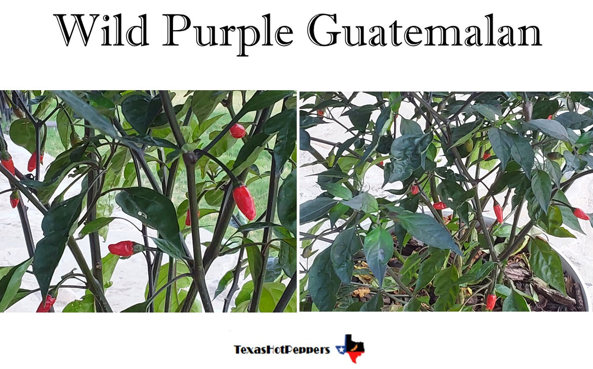 Wild Purple Guatemalan Texas Hot Peppers wild-purple-guatemalan-texas-hot-peppers