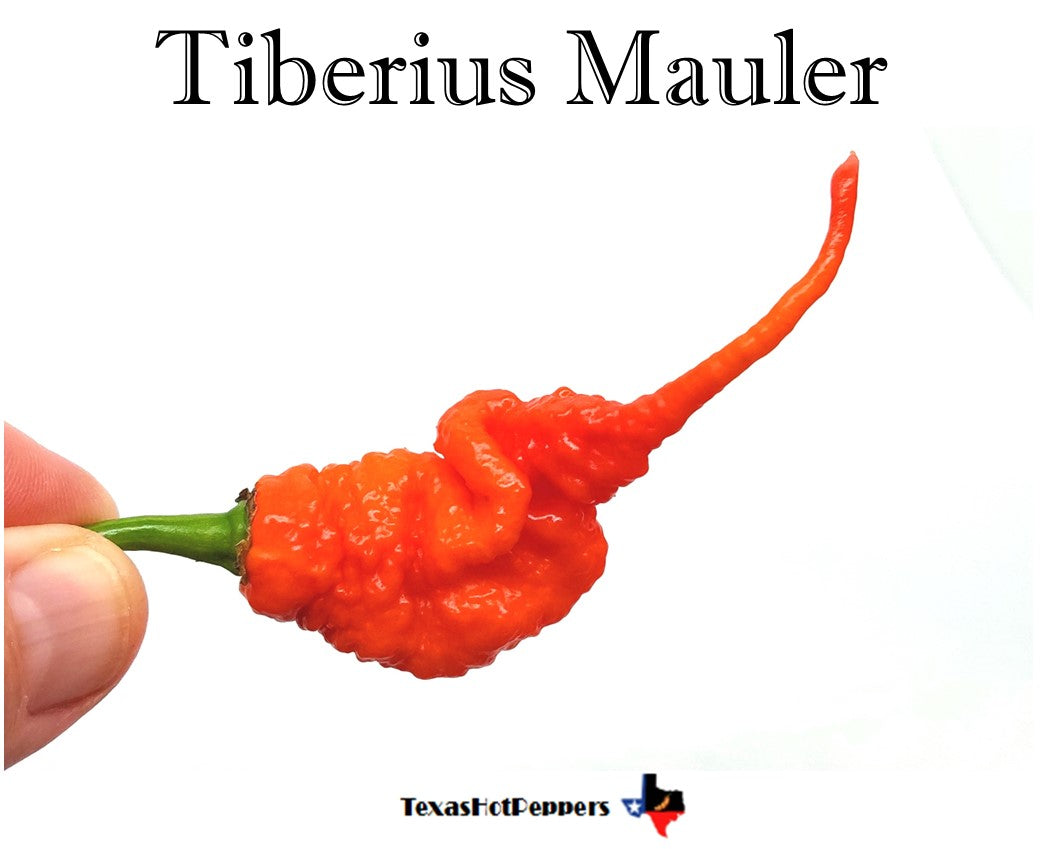 Tiberius Mauler