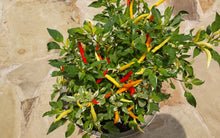 Load image into Gallery viewer, White Thai Variegated