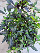 Load image into Gallery viewer, Black Pearl