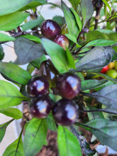 Load image into Gallery viewer, Black Pearl