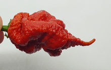 Load image into Gallery viewer, Tiberius Mauler Caramel