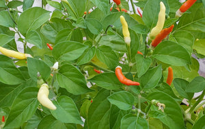 JT Yellow Thai