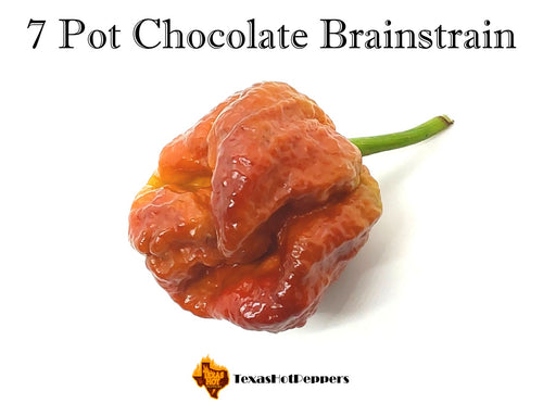 7 Pot Chocolate Brainstrain