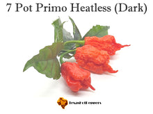 Load image into Gallery viewer, 7 Pot Primo Heatless (Dark)