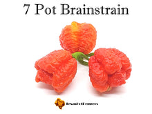 Load image into Gallery viewer, 7 Pot Brainstrain