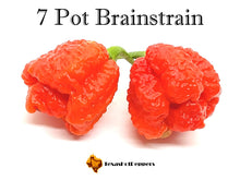 Load image into Gallery viewer, 7 Pot Brainstrain