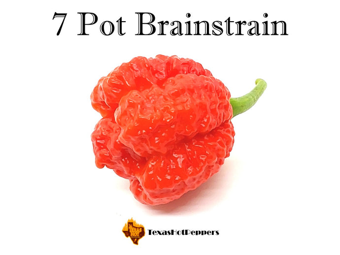 7 Pot Brainstrain