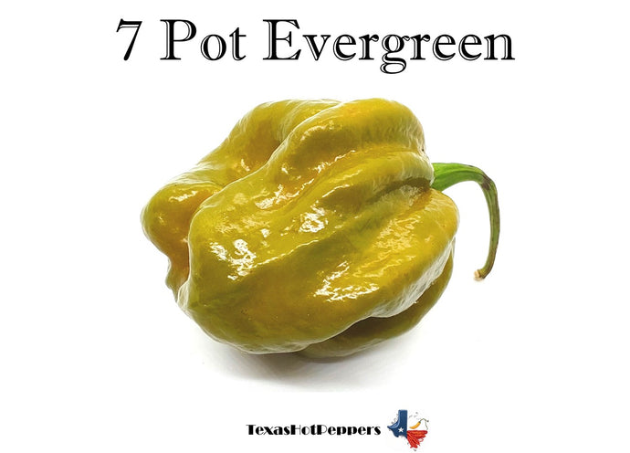 7 Pot Evergreen