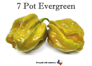 7 Pot Evergreen