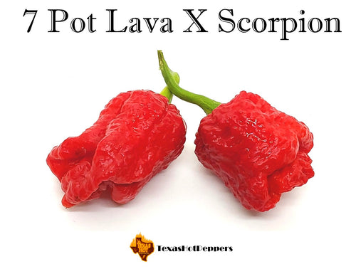 7 Pot Lava X Scorpion