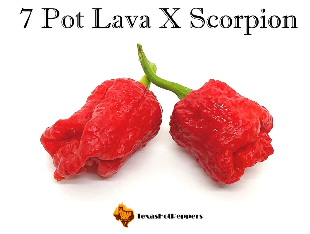 7 Pot Lava X Scorpion
