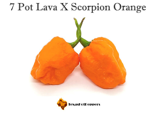 7 Pot Lava X Scorpion Orange