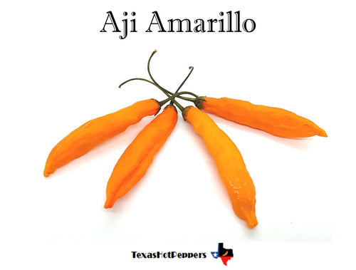 Aji Amarillo