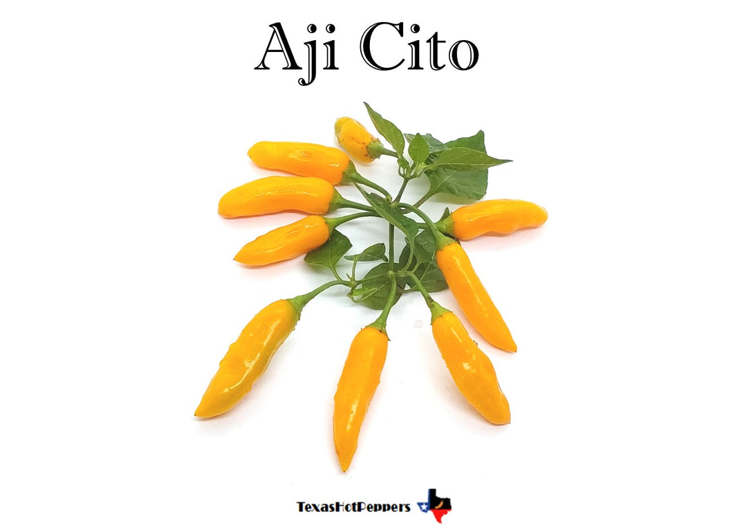 Aji Cito