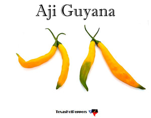 Aji Guyana
