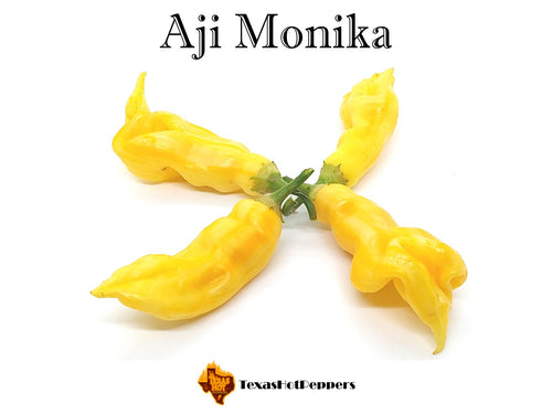 Aji Monika
