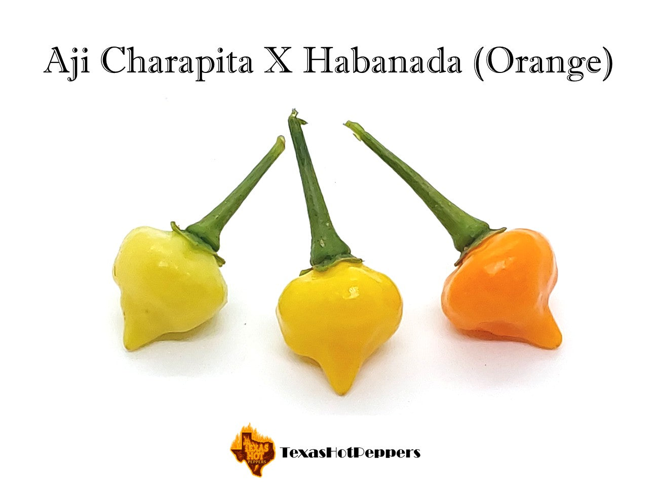 achá アチャ　チャランゴ Aji Charapita X Habanada (Orange) – Texas Hot Peppers