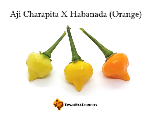 Aji Charapita X Habanada (Orange)
