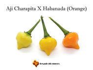 Aji Charapita X Habanada (Orange)