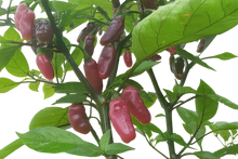 Load image into Gallery viewer, Aji Charapita X Fidalgo Roxa