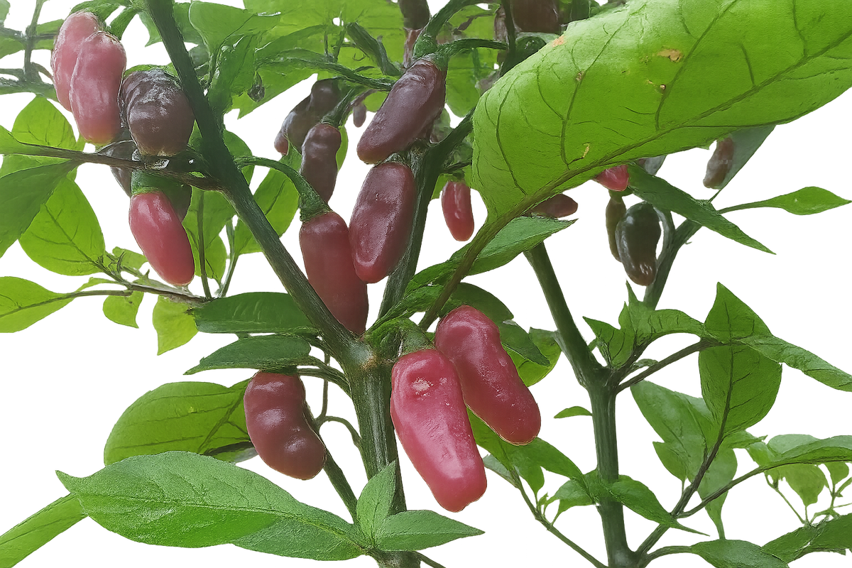 Aji Charapita X Fidalgo Roxa – Texas Hot Peppers