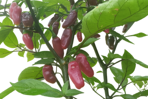 Aji Charapita X Fidalgo Roxa