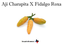 Load image into Gallery viewer, Aji Charapita X Fidalgo Roxa