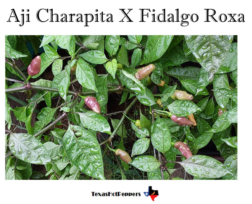 Aji Charapita X Fidalgo Roxa – Texas Hot Peppers