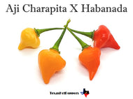 Aji Charapita X Habanada