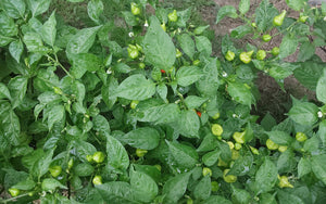 Aji Charapita X Habanada