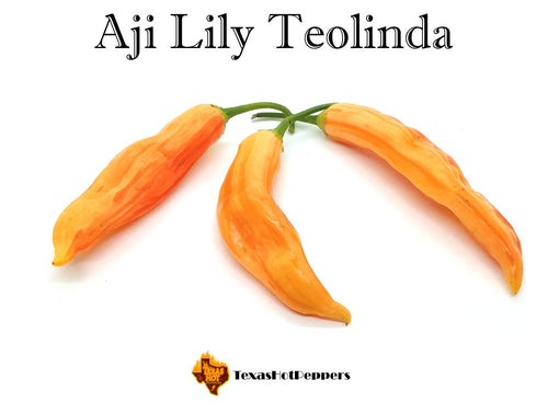 Aji Lily Teolinda