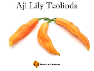 Aji Lily Teolinda