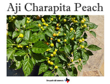 Load image into Gallery viewer, Aji Charapita Peach