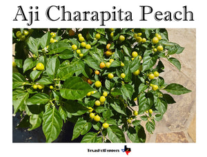 Aji Charapita Peach