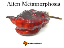 Load image into Gallery viewer, Alien Metamorphosis