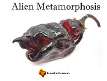 Load image into Gallery viewer, Alien Metamorphosis