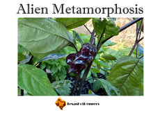 Load image into Gallery viewer, Alien Metamorphosis
