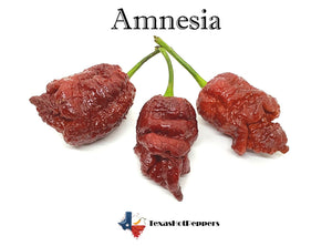 Amnesia