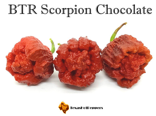 BTR Scorpion Chocolate