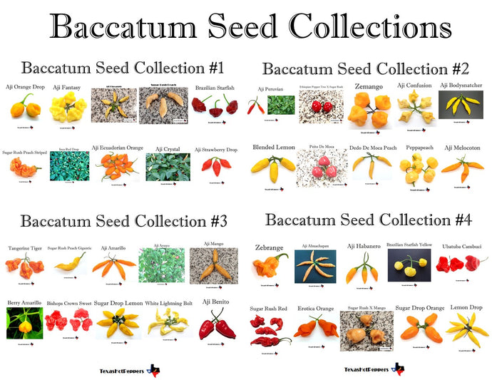 Baccatum Hot Pepper Seed Collections - 4 different collections of 10 varieties each!