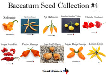 Load image into Gallery viewer, Baccatum Hot Pepper Seed Collections - 4 different collections of 10 varieties each!