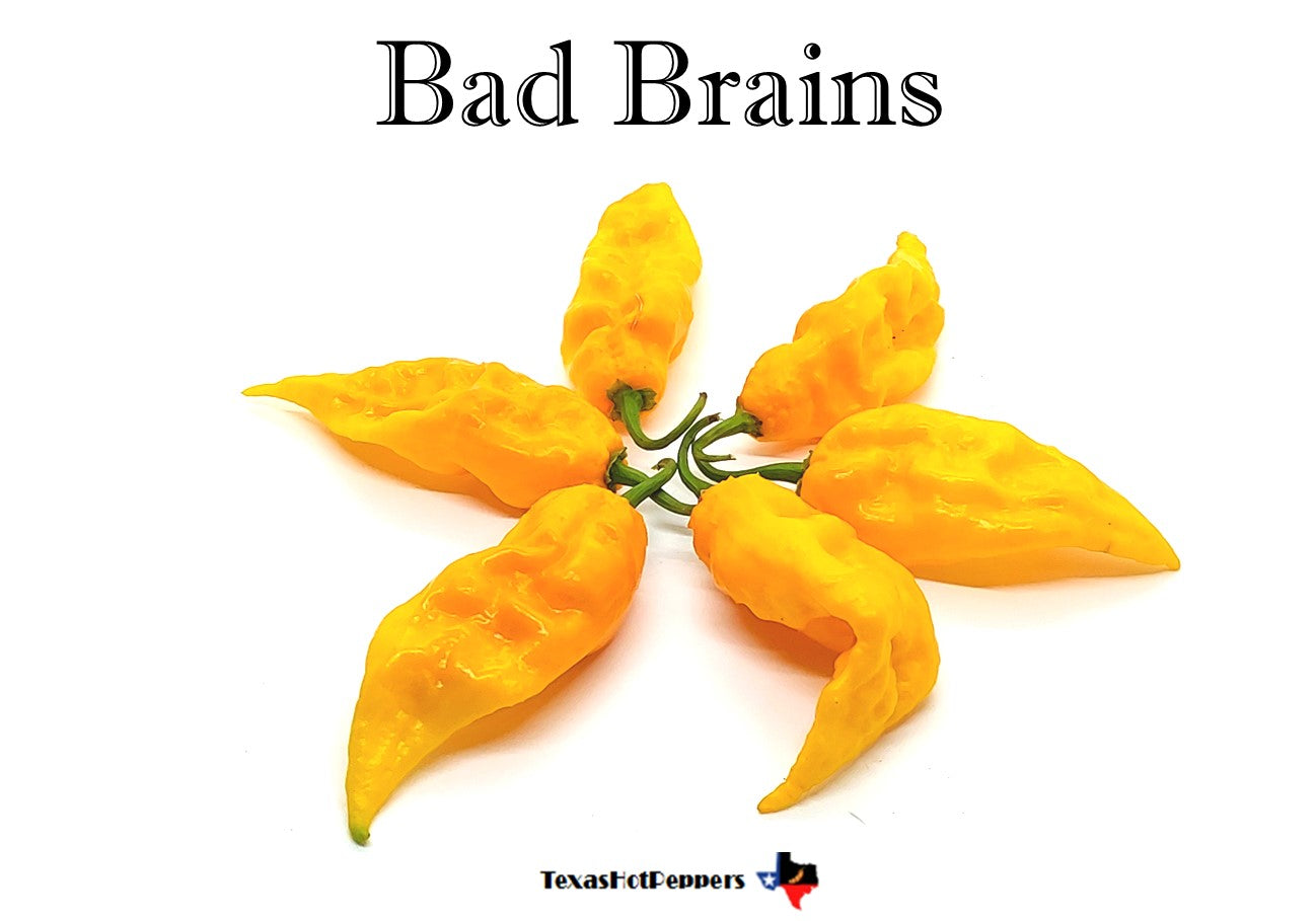 Bad Brains – Texas Hot Peppers