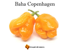 Load image into Gallery viewer, Baha Copenhagen