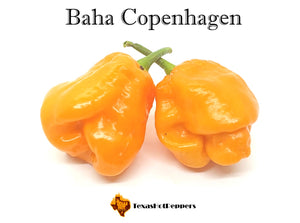 Baha Copenhagen