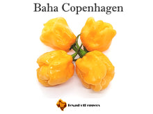 Load image into Gallery viewer, Baha Copenhagen