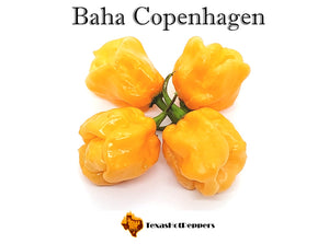 Baha Copenhagen